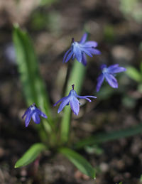 Close-up of purple flowering plant