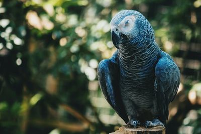 Close-up of african grey parrot perching on wood at zoo