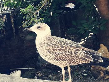 Close-up of bird perching on tree