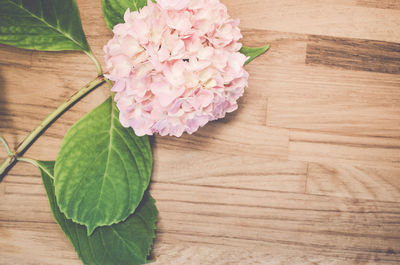 High angle view of pink hydrangea on table