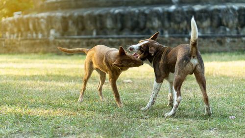 Herd of a dog on field