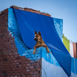 Low angle view of a dog against blue wall