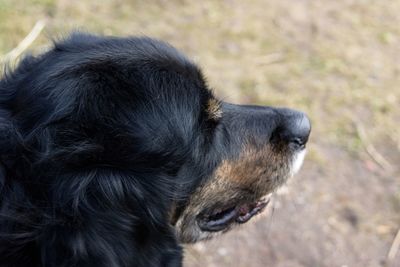 Close-up of dog