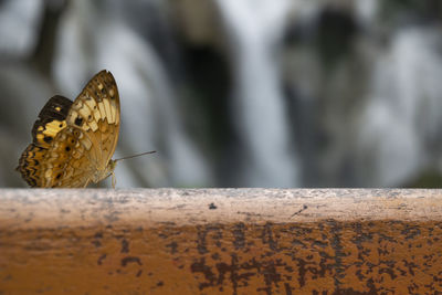 Close-up of butterfly on wood