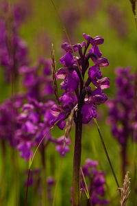 Close-up of purple flowering plant on field