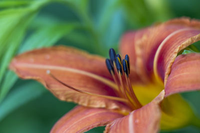 Close-up of red lily blooming outdoors