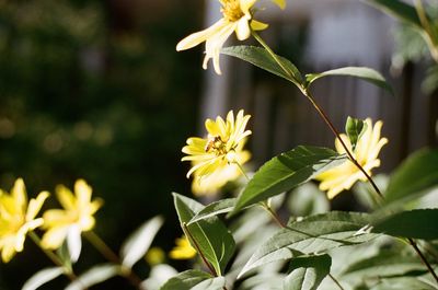 Close-up of flowers blooming outdoors