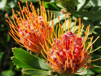 Close-up of red flower