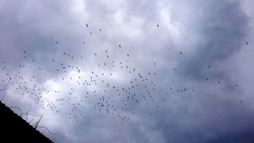 Low angle view of birds flying in sky