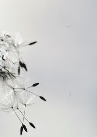 Close-up of insect against clear sky