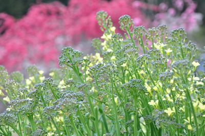 Close-up of purple flowering plant