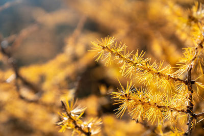 Golden pine leaves of autumn