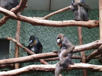 Monkey sitting on branch in zoo