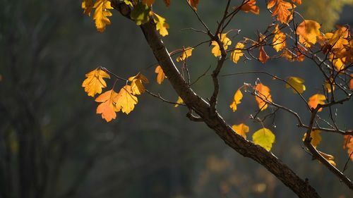 Low angle view of autumnal leaves against blurred background