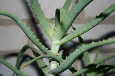 Close-up of succulent plant