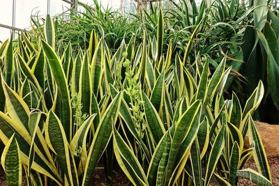 Close-up of fresh green plant in field