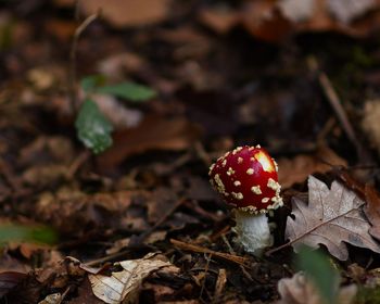 Close-up of fly agaric mushroom on field