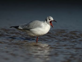 Close-up of seagull on beach