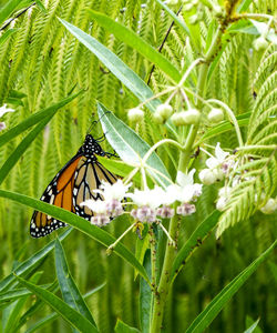 Close-up of butterfly on flower