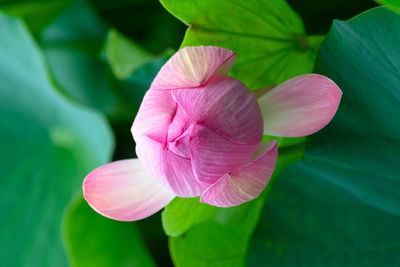 Close-up of pink water lily