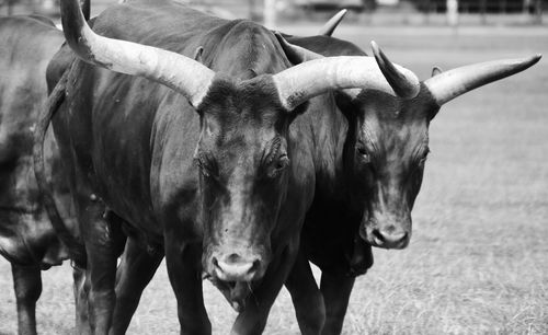 Close-up of cow on field