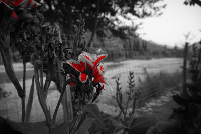 Close-up of red flowers blooming on tree