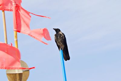 Black bird and red flags