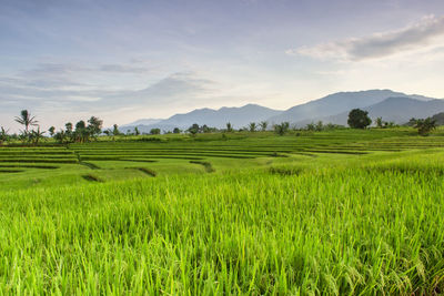 Scenic view of agricultural field against sky