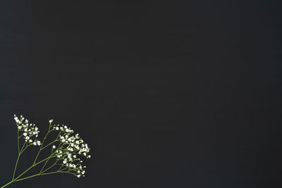 Low angle view of tree against sky at night