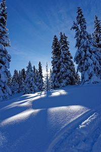 Pine trees on snow covered land against sky