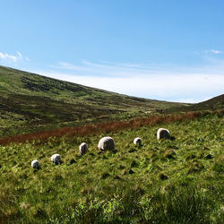 Sheep turning their backs at me