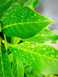 Close-up of wet plant leaves