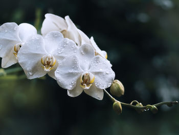 Close-up of raindrops on flower