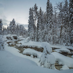 Snow covered trees on field against sky