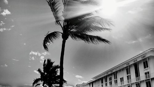 Low angle view of palm trees against cloudy sky