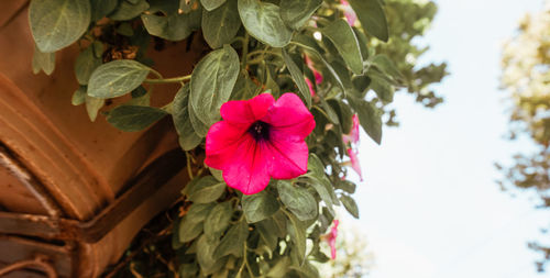 Close-up of pink flowering plant