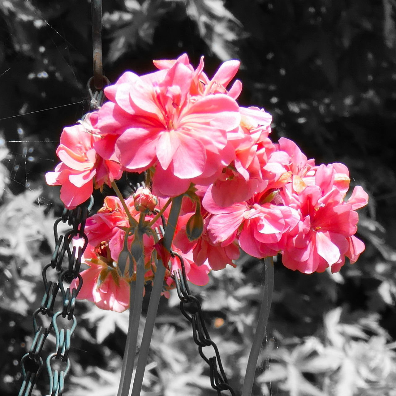 flower, plant, flowering plant, beauty in nature, freshness, fragility, pink, petal, close-up, nature, flower head, inflorescence, growth, blossom, focus on foreground, no people, spring, springtime, outdoors, day, botany, tree, red