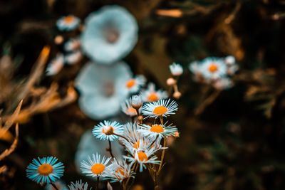 Close-up of white daisy flowers