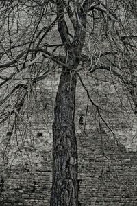 Bare tree against sky