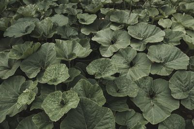 Full frame shot of leaves in water