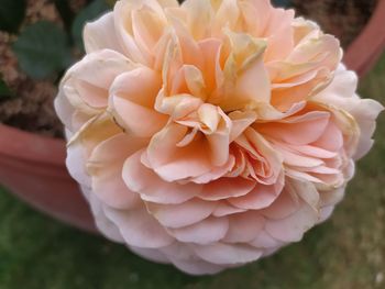 Close-up of white rose