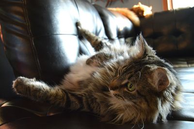 Close-up of cat relaxing at home