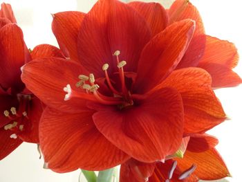 Close-up of hibiscus blooming outdoors