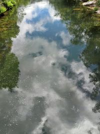 Reflection of trees in water