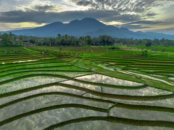 Scenic view of agricultural field against sky