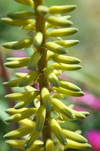 Close-up of green plant