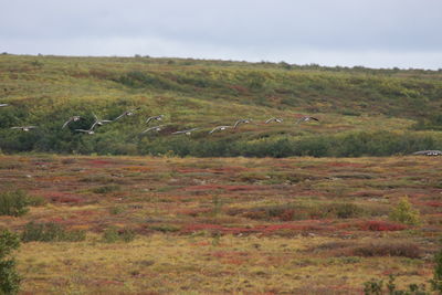 View of bird flying over field