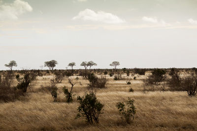 Scenic view of field against sky