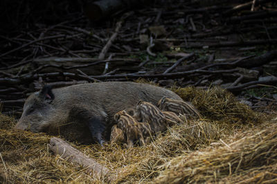 Wild boar breastfeeding young animals on hay