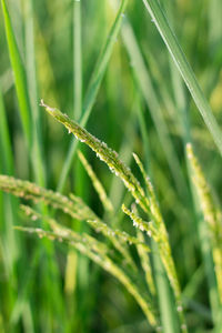 Close-up of wet grass growing on field